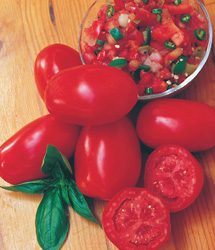 Fresh Salsa Tomato